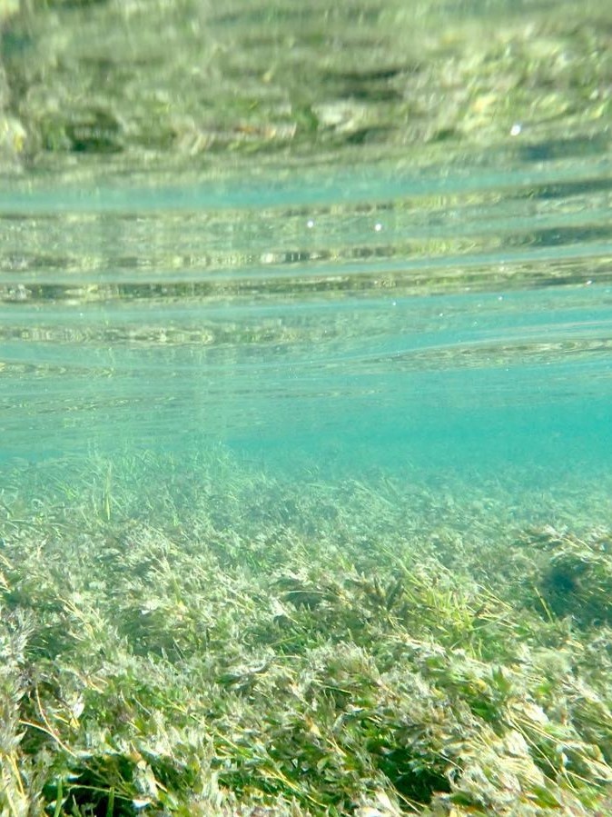 Sea grass meadow