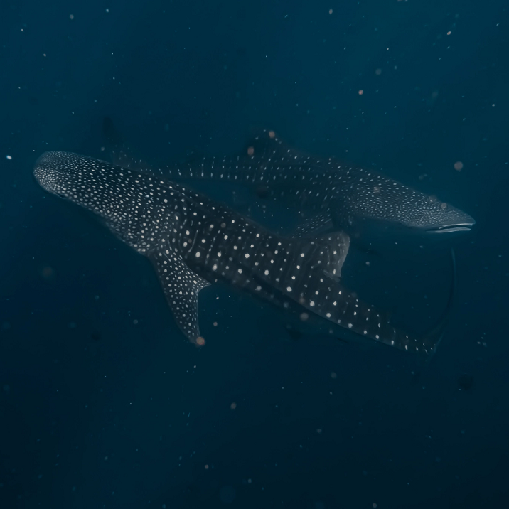 2 whale sharks