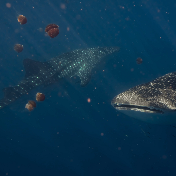 Whale shark and jelly fish