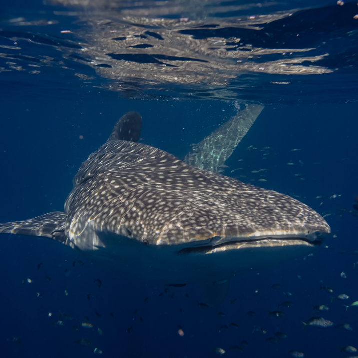 Whale shark