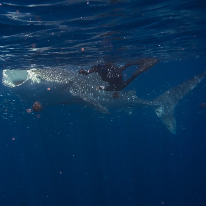 Whale shark and diver