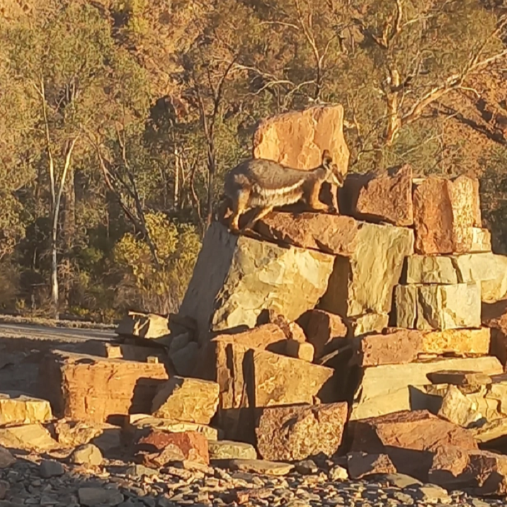 Rock wallaby