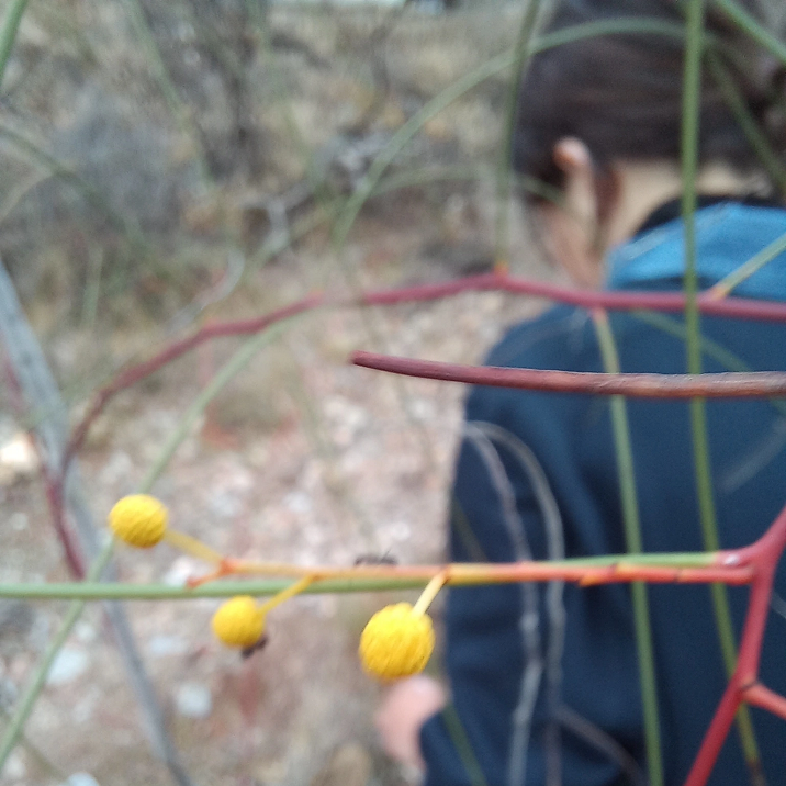 Spidery wattle