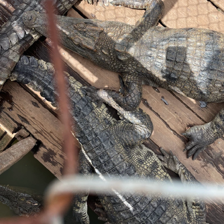 Crocodile farm